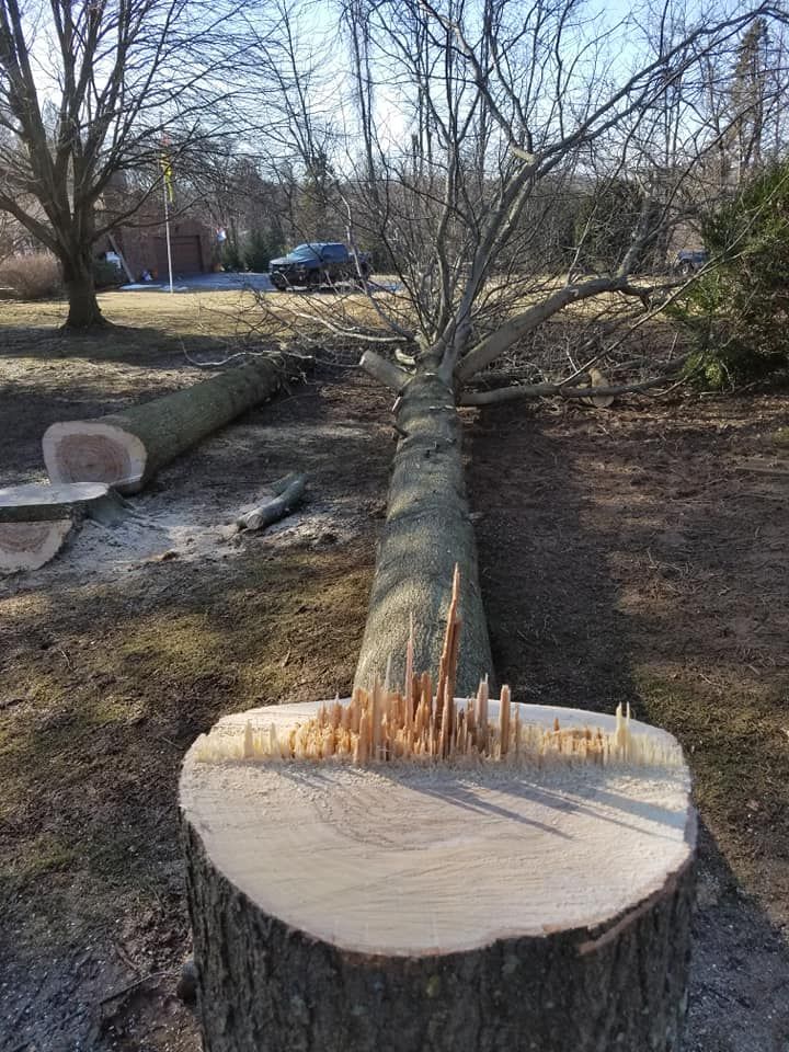Enhance your landscape's beauty and safety with our professional tree trimming and removal services. Our expert team ensures precision, health, and aesthetic appeal for your trees while maintaining household safety. for Freedom Outdoor Services in Glen Mills, PA