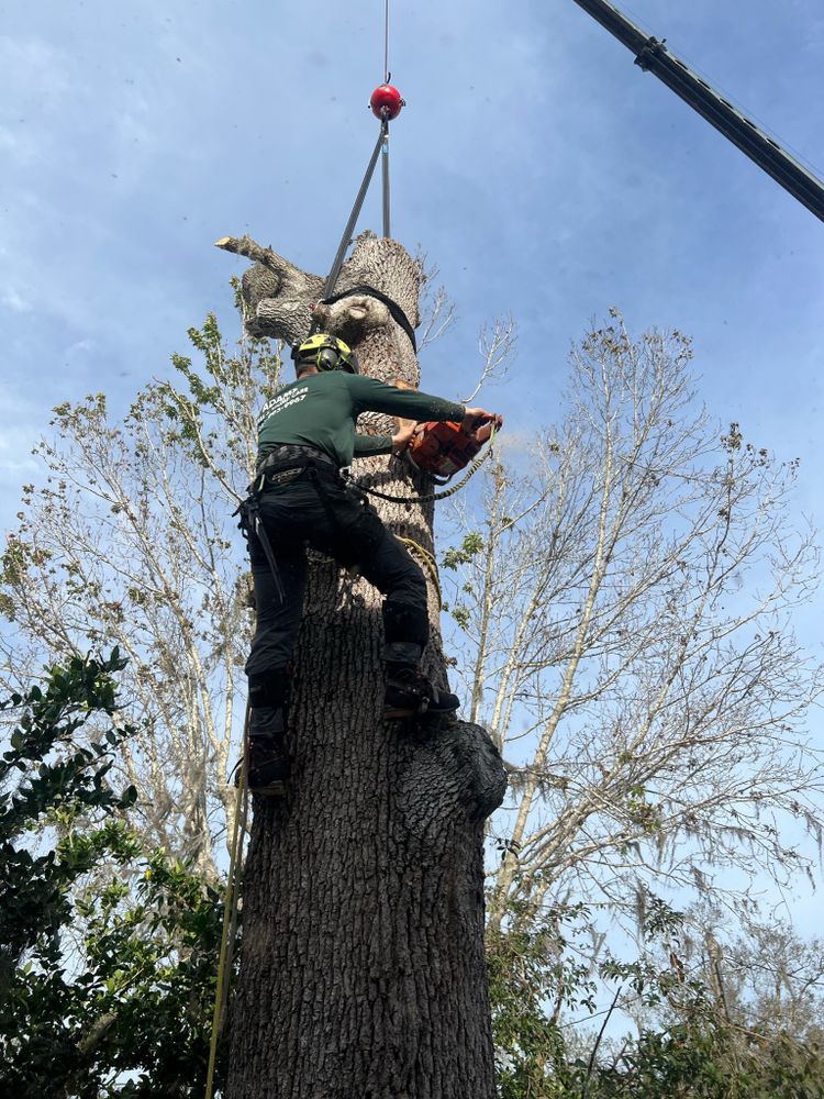 Stump Removal for Adam's Tree and Stump Care in Sarasota, FL