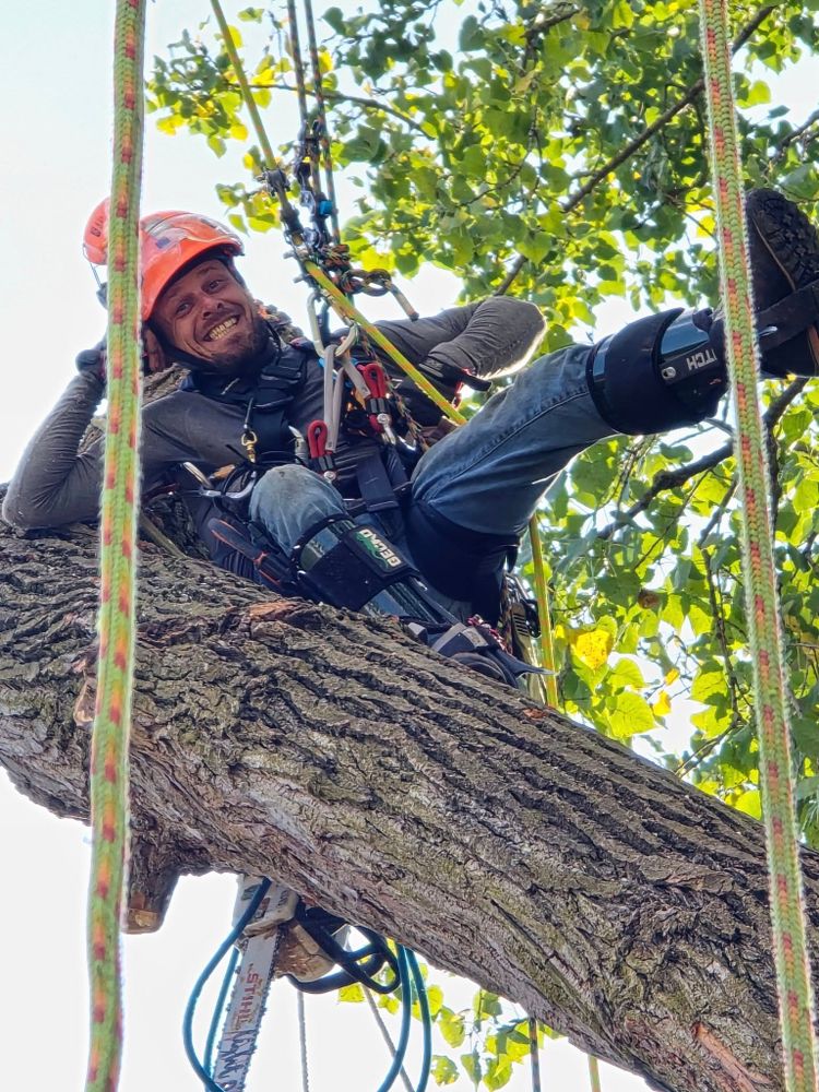 All Photos for D Hale Tree Service in Ann Arbor, MI