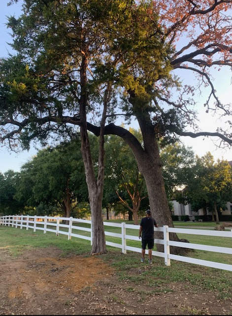 All Photos for Teague Trees and Land Clearing in Rendon, TX