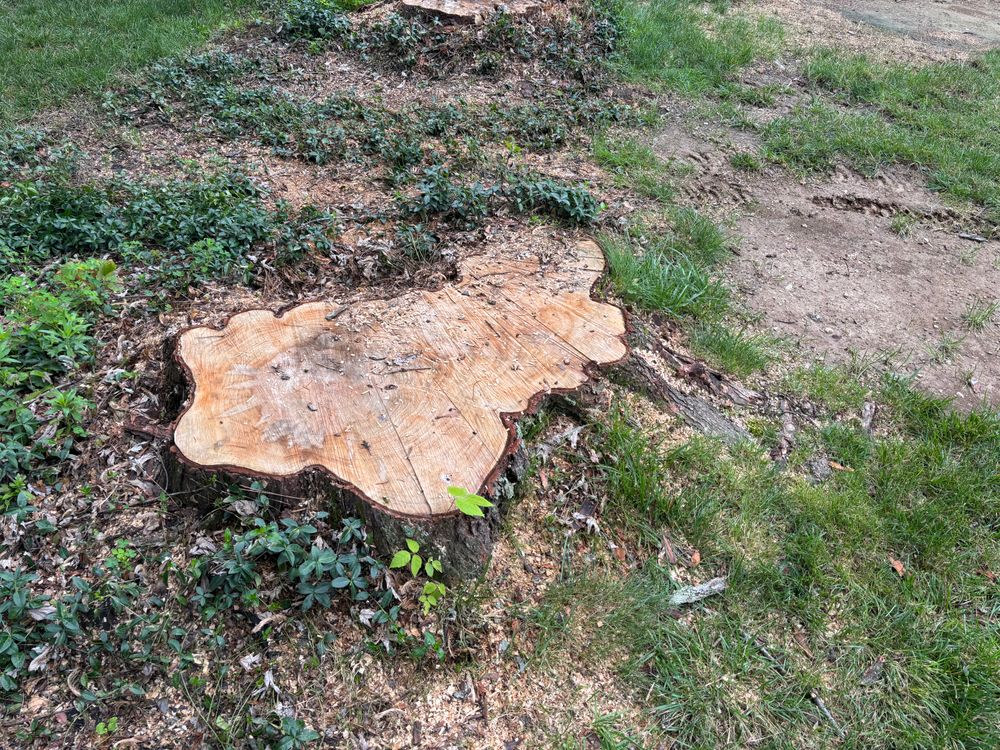 All Photos for Conrad's Stump Removal in Columbus, IN