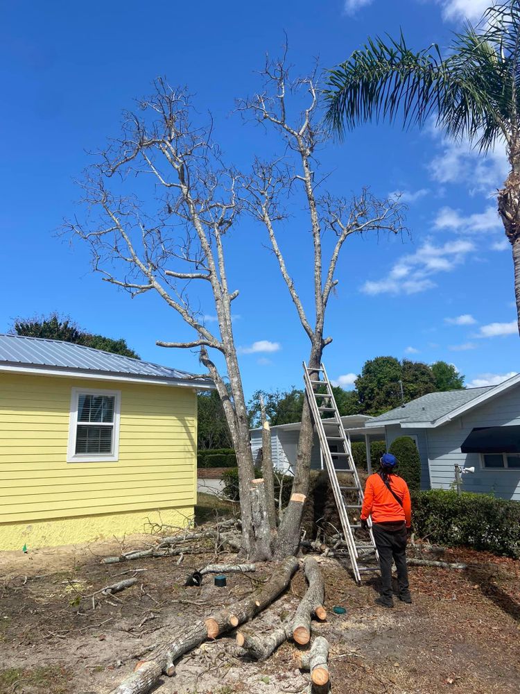 Fall and Spring Clean Up for Efficient and Reliable Tree Service in Lake Wales, FL