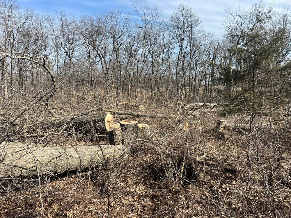 Tree Removal for Baker Professional Services LLC in Shelbina, MO