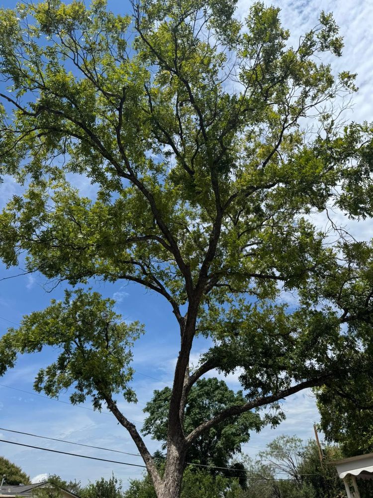 All Photos for Z’s Trees LLC in Grey Forest, TX