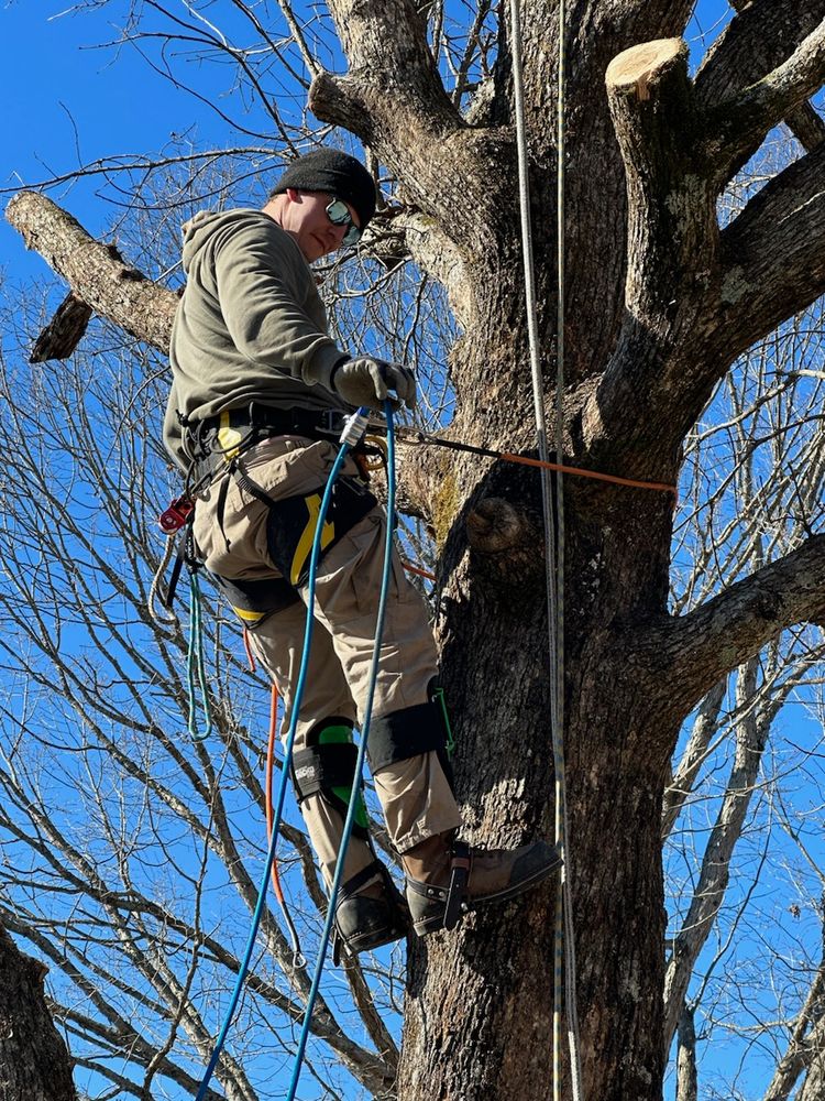 Tree Removal for Affordable Tree Service TN in White House, TN