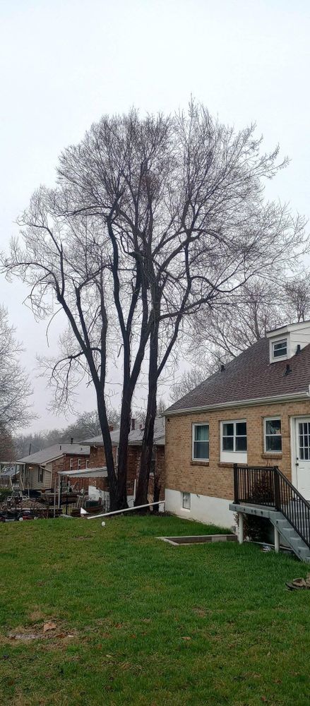 All Photos for Kingdom Tree Trimming and Removal LLC in Covington, KY