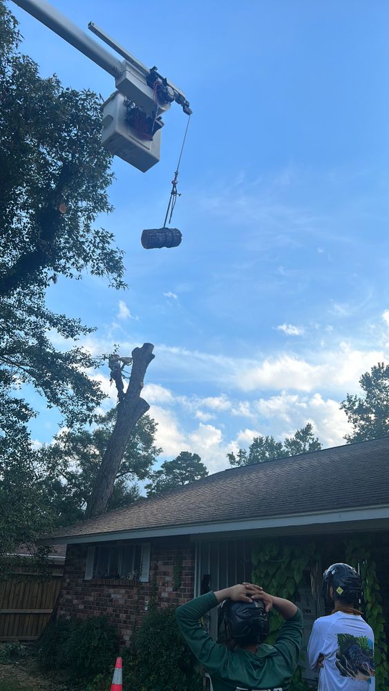 All Photos for AB Tree Service in Raleigh, NC