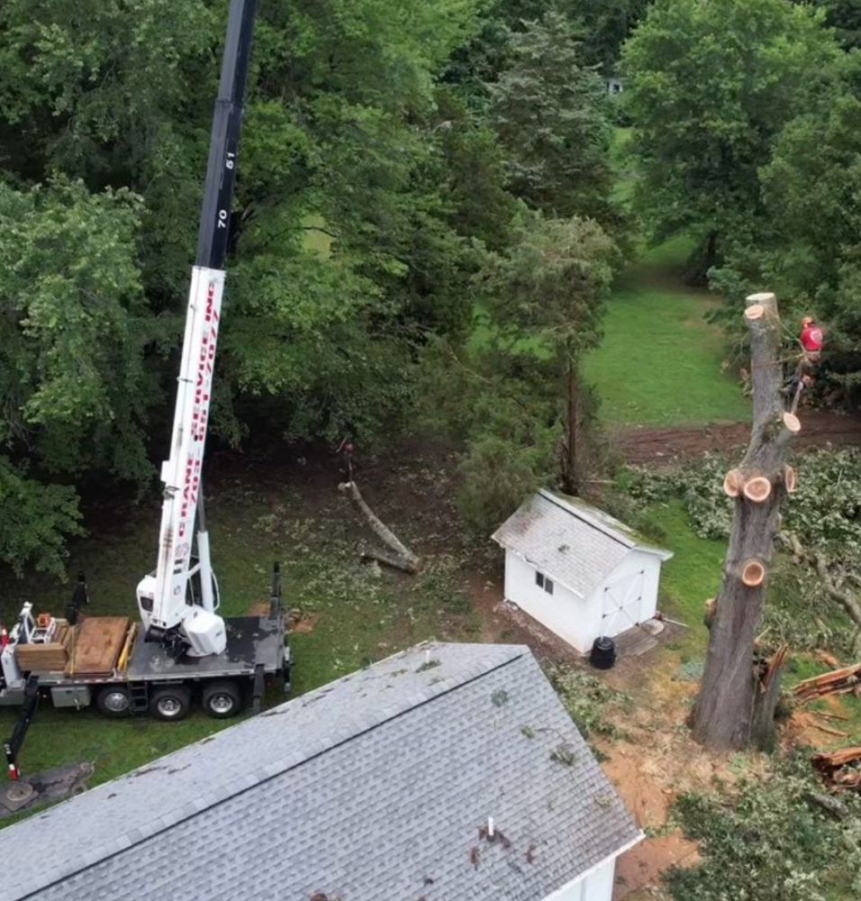 All Photos for Branch Out Tree Care LLC in Fredericksburg, VA