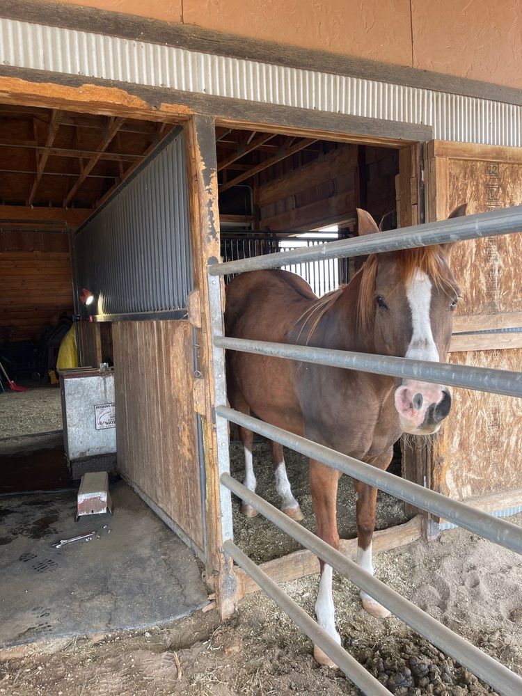 It's really about the pets we meet along the way... for Mr. Pipe Dreams LLC in Colorado Springs, CO