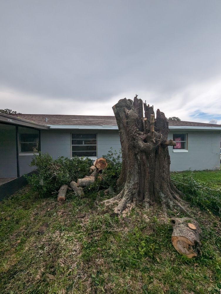All Photos for Regal Tree Service and Stump Grinding in Wauchula, FL