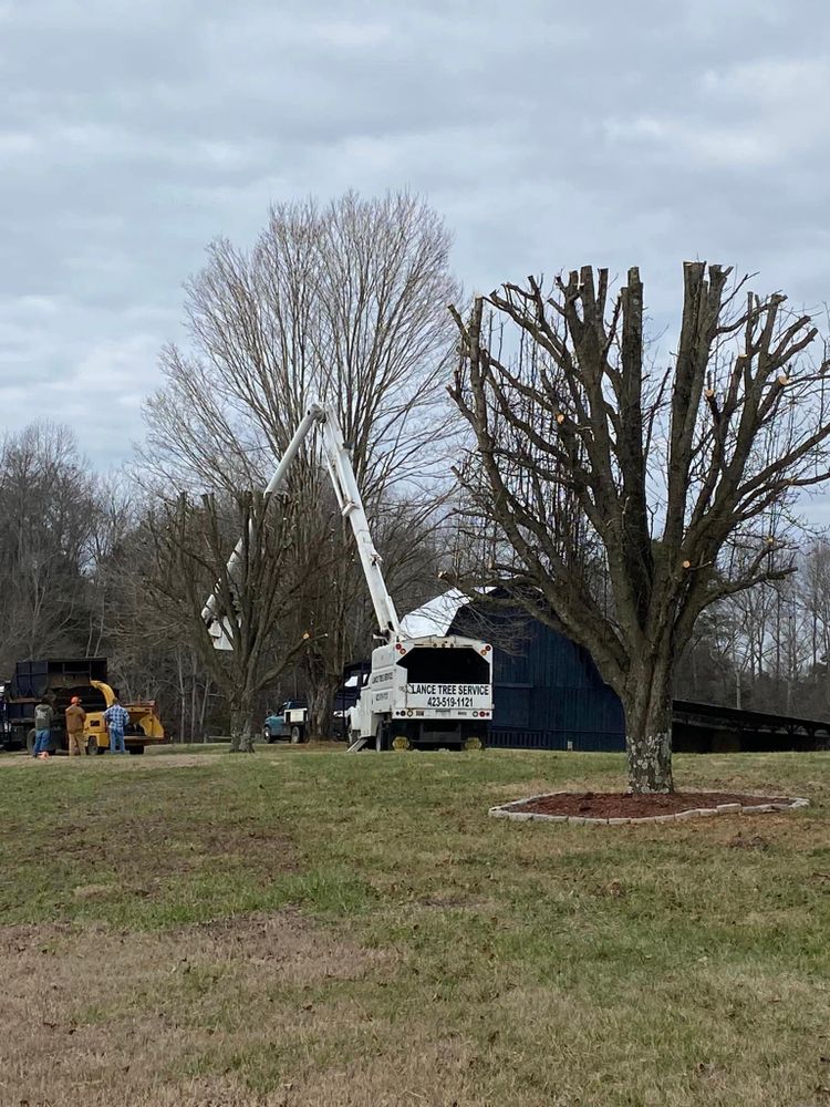 Our professional Tree Trimming service will enhance the health and appearance of your trees, promoting growth and beauty while ensuring safety by removing dead or overgrown branches. for Lance Tree Service in Tellico Plains ,  TN