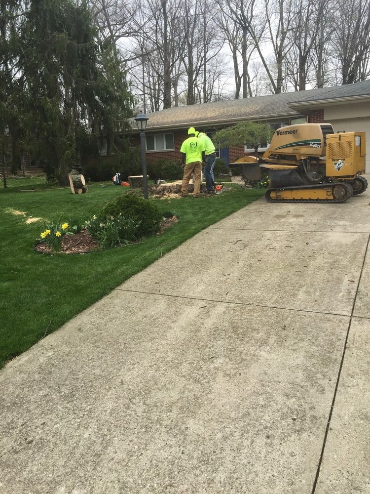 Tree Trimming and Removal for F & F Tree Service in Beavercreek, OH