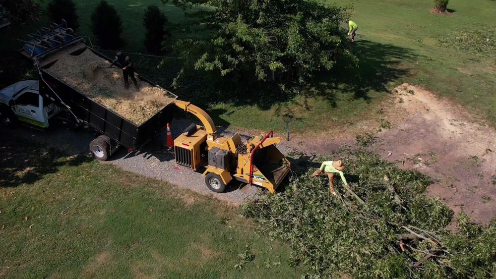 All Photos for Branch Out Tree Care LLC in Fredericksburg, VA