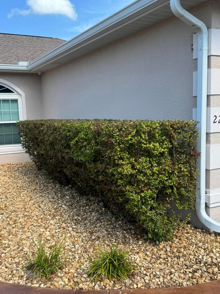 Our Shrub Trimming service ensures your greenery remains healthy and aesthetically pleasing by expertly shaping plants, promoting growth, and enhancing the overall appearance of your landscaping all year round. for Young's Lawn Services LLC in Ocala, FL