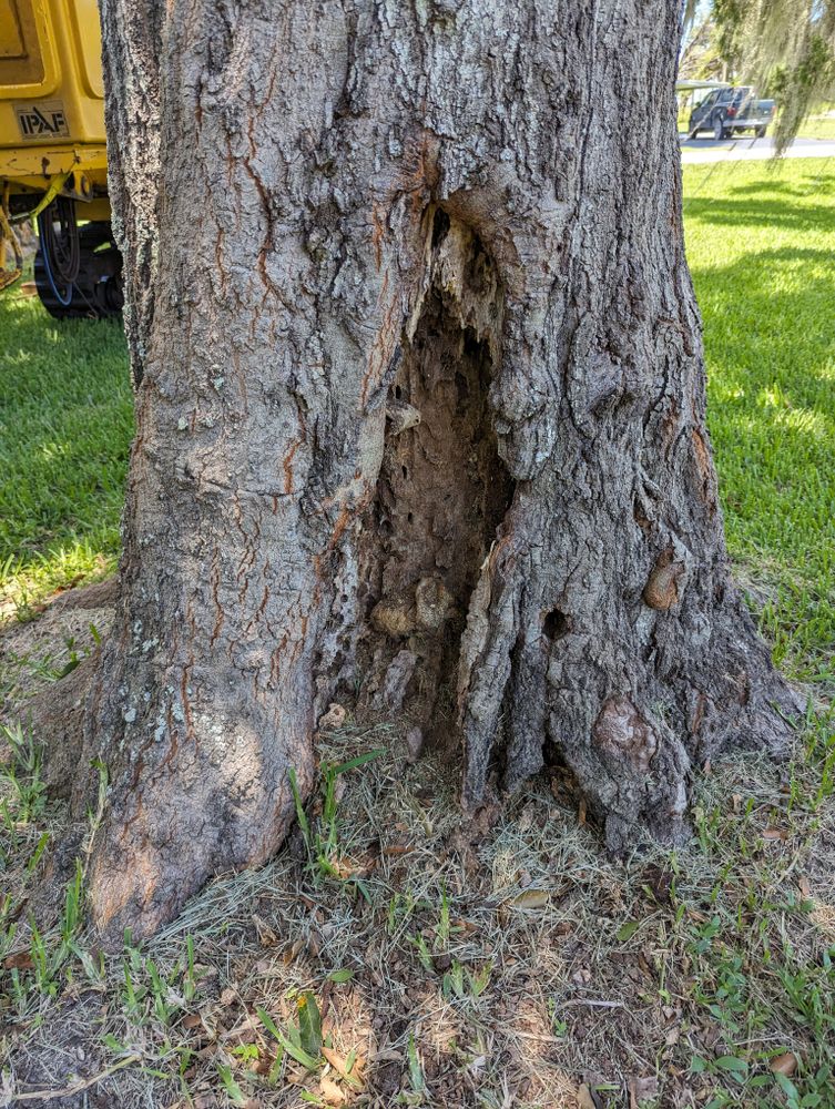 All Photos for Regal Tree Service and Stump Grinding in Wauchula, FL