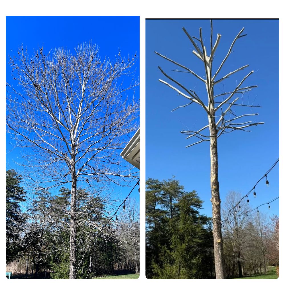 All Photos for Branch Out Tree Care LLC in Fredericksburg, VA