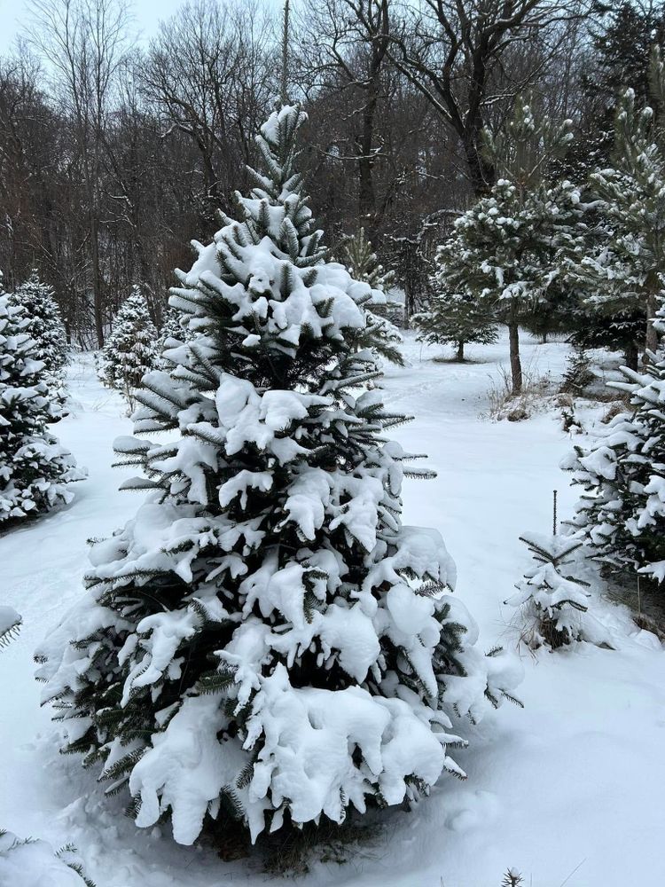 Pre-Cut Tree Lot for Spring Creek Evergreens in Red Wing, MN