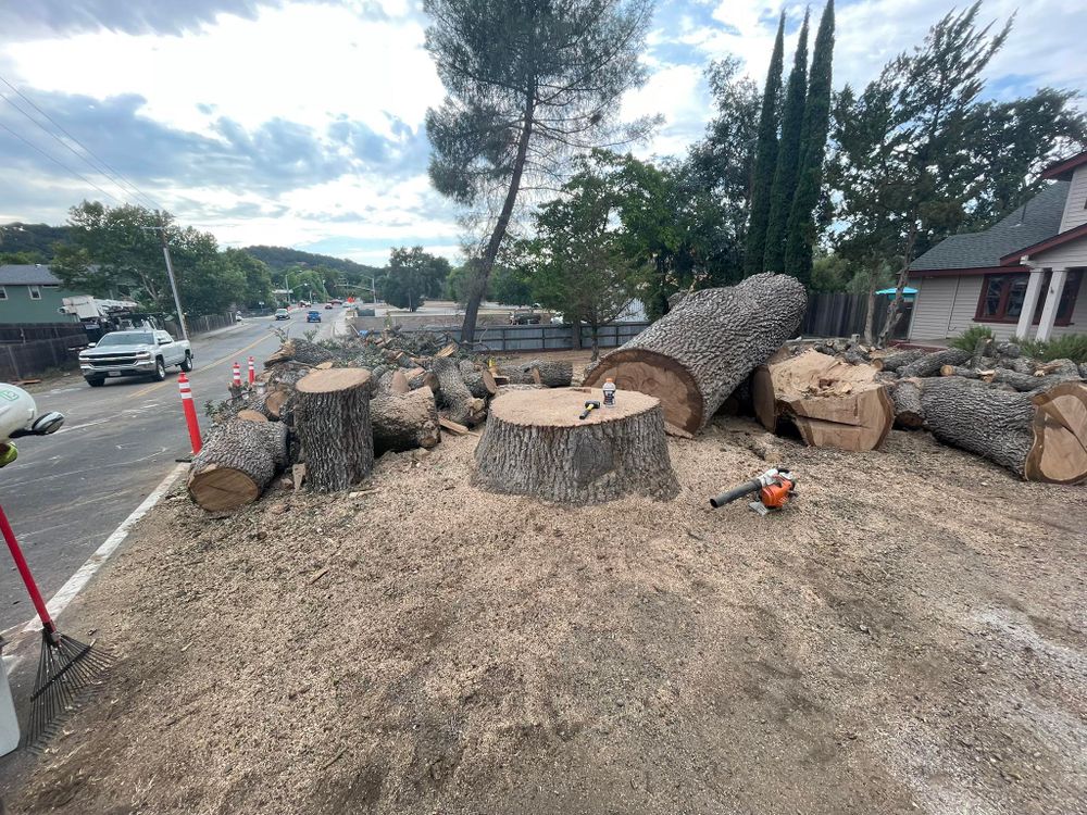 Our Tree Removal service offers safe, efficient removal of unwanted or hazardous trees, ensuring your property's safety and enhancing its beauty. Our experienced team handles everything with care, leaving a clean site behind. for A1 Junk & Tree Solutions, LLC in Paso Robles, CA