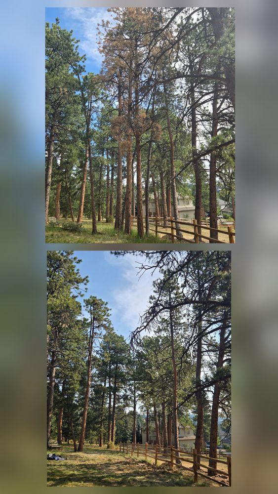 All Photos for Family Tree & Landscape LLC in Aurora, CO