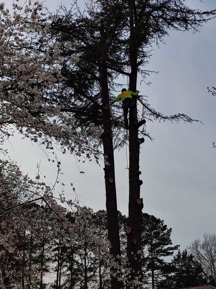 All Photos for Big Bear Tree Service in Newport News, VA