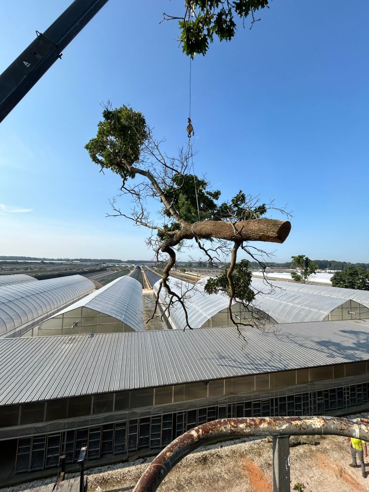 All Photos for Hingewood Tree Service in Salem, NJ