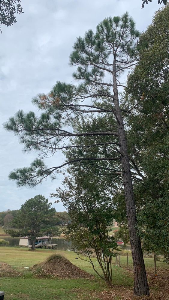 Tree Removal for Reymundo's Tree Service in Brownsboro, TX