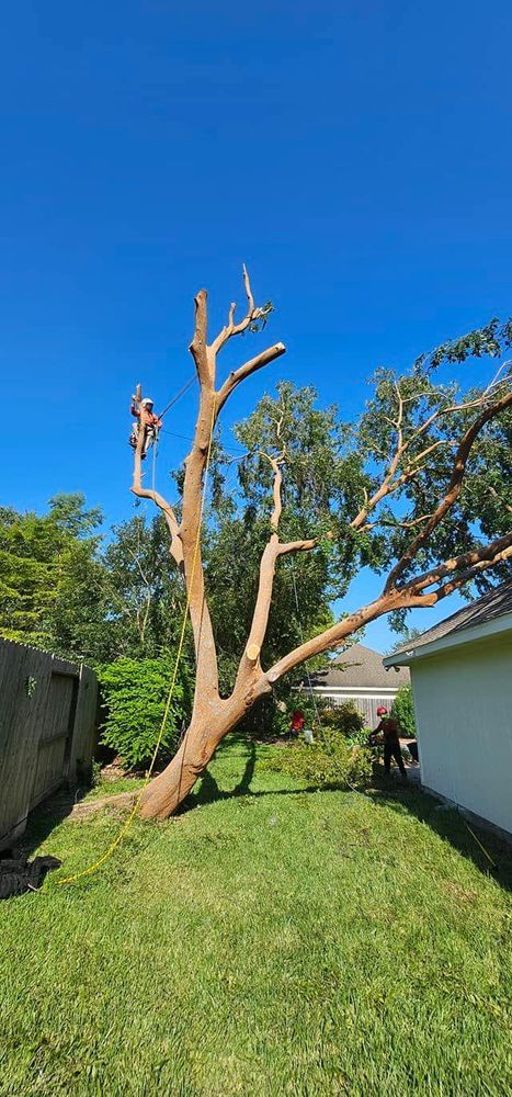 All Photos for Servin's Tree Care  in Houston, TX