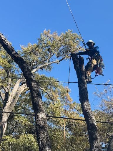All Photos for Blu-J Tree Care in Arlington, TX