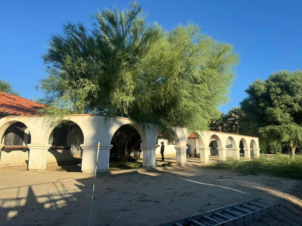 Property Clean Up for The Tree Fairy in Temecula, CA