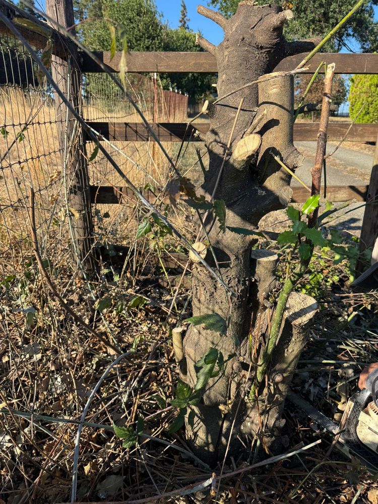 All Photos for Willamette Landscaping and Tree Services in Albany, OR