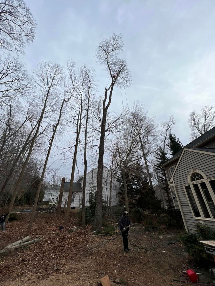 Tree Trimming and Removal for DIAZ TREE in Stafford, VA