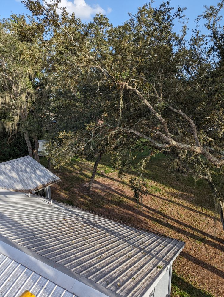 All Photos for Regal Tree Service and Stump Grinding in Wauchula, FL