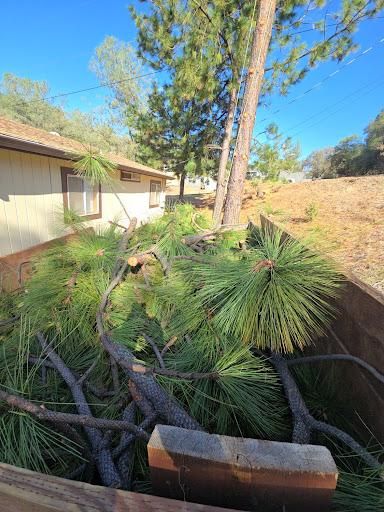 All Photos for George Staddan's Professional Tree Care in Placerville, CA