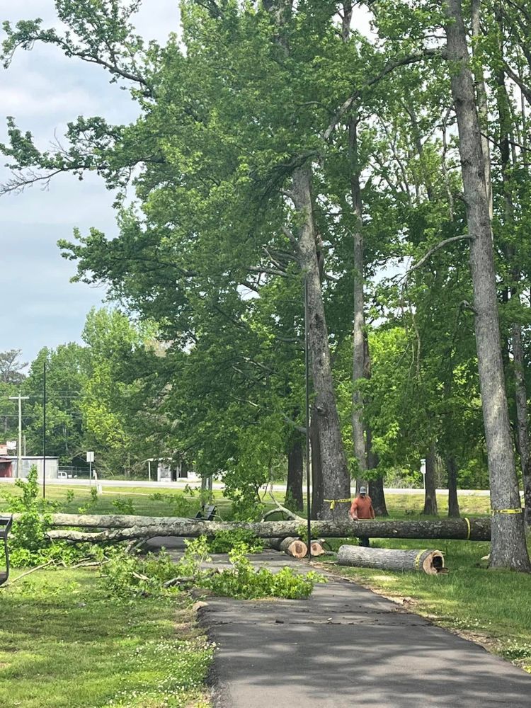 Tree Removal for Big Rock Tree Removal LLC in Boaz, AL