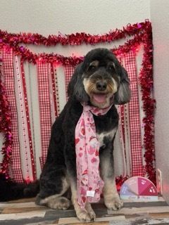 • Bath • Blow Out • Ear Cleaning • Nails • Sanitary • Haircut

Small: $65
Medium: $75
Large: $85
X-Large: $110

Small: Under 25 lb
Medium: 25-50 lb
Large: 50-90 lb 
X-Large: 90+ Ib for Tails By The Lake Grooming in Branson West, MO