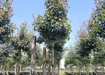 All Photos for Cunningham's Lawn & Landscaping LLC in Daytona Beach, Florida