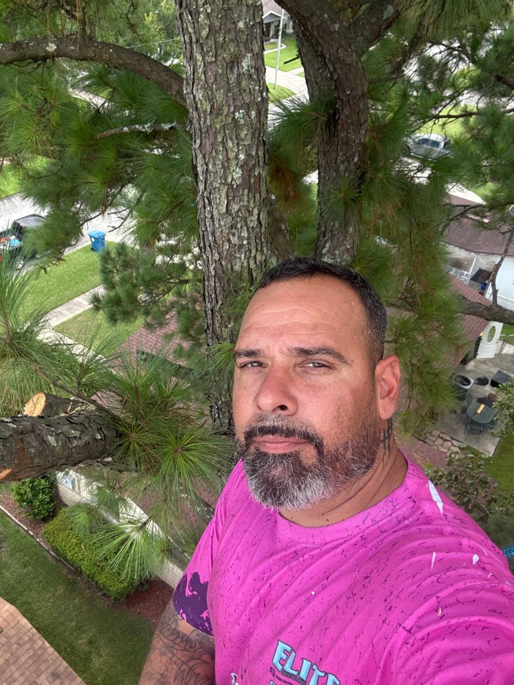 All Photos for Elite Tree & Landscape Services LLC in St. Augustine, FL