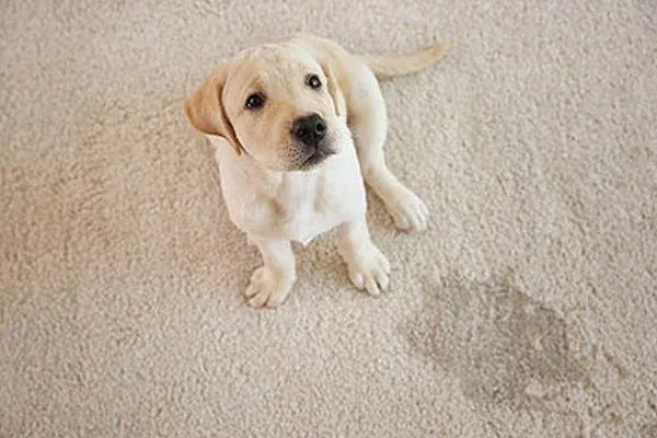 Our Pet Stain and Odor Removal service effectively eliminates stubborn odors caused by pets, leaving your home smelling fresh and clean. Say goodbye to lingering smells with our specialized treatment process! for SOS Carpet, Furniture & Tile Cleaning in Boynton Beach,, FL