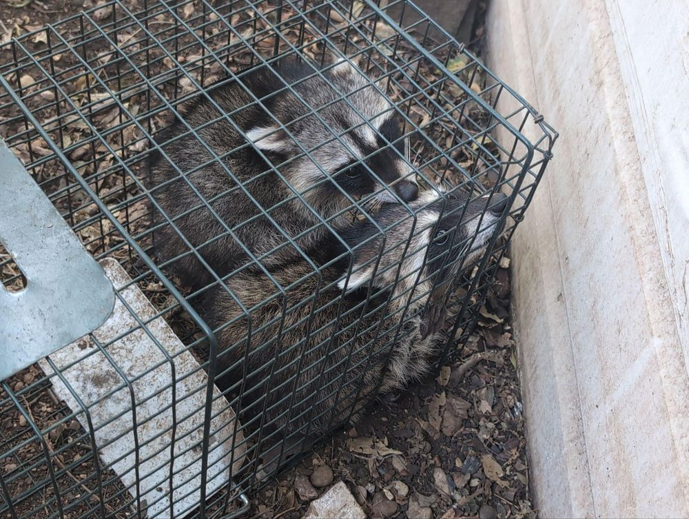 All Photos for Topper's Wildlife Removal in Garland, TX