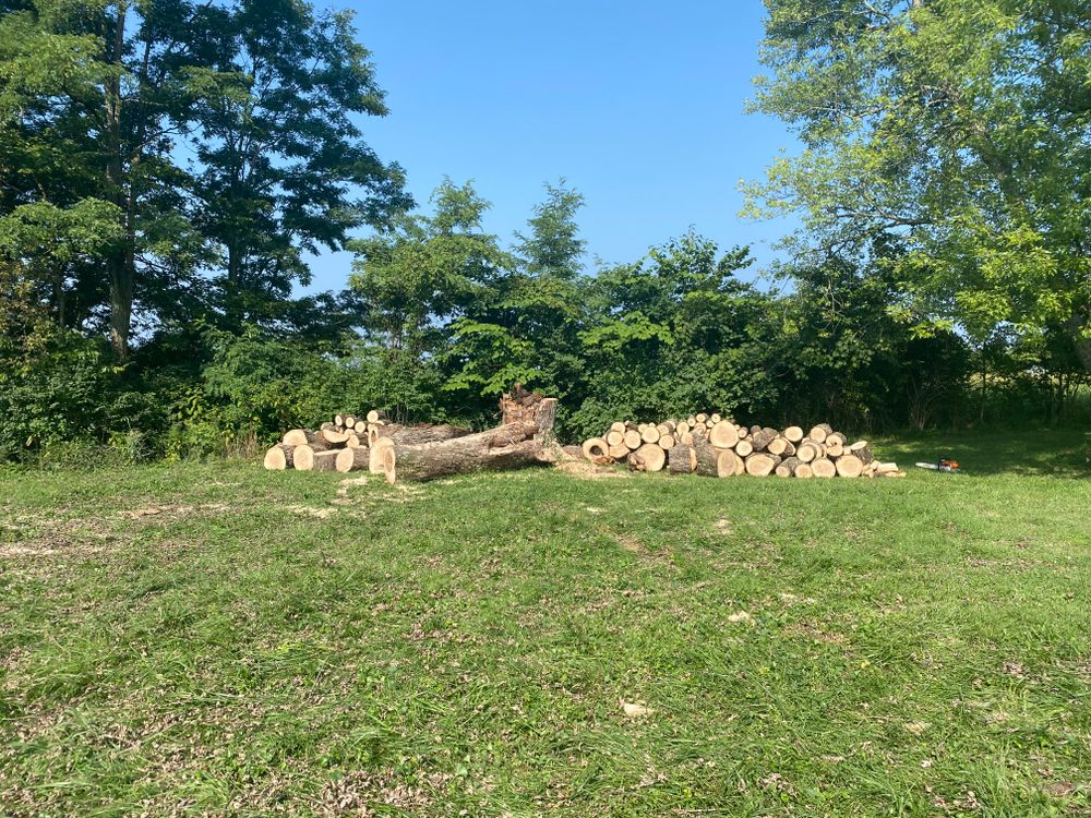 All Photos for Houtz Tree Service in Lexington, KY