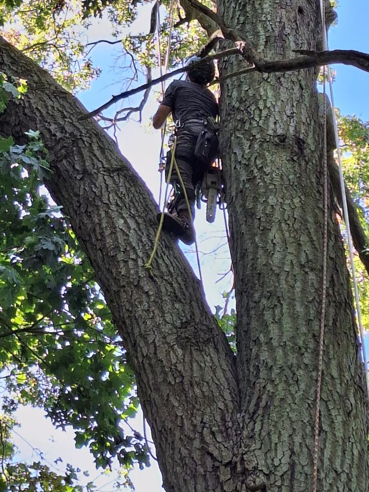 All Photos for Highborn Tree Service in Wheatfield, IN