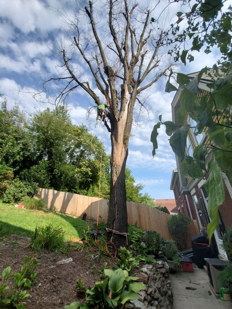 Tree Removal for Anstaetts Tree Service in Batavia, OH