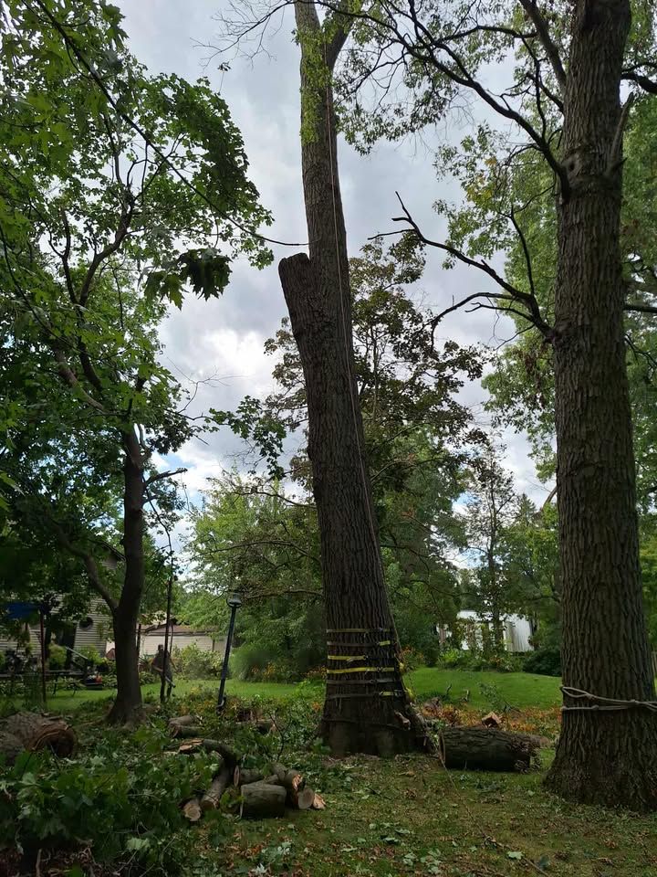All Photos for Highborn Tree Service in Wheatfield, IN