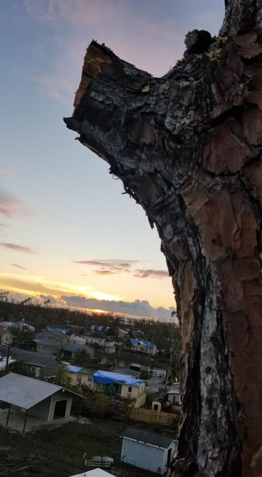 Tree Removal for Spruce Creek Tree Service in Port Orange, FL