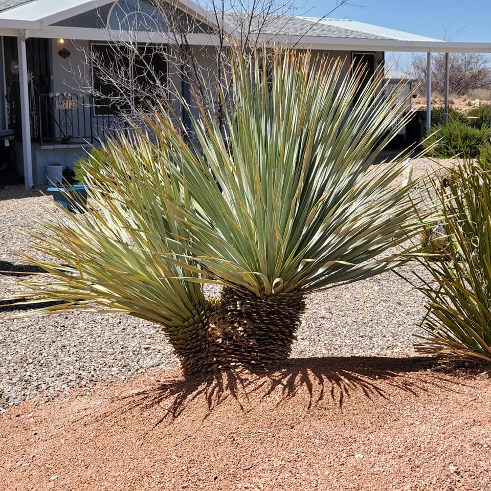 Tree Removal for A to Z Grounds Keeping in Sierra Vista, AZ