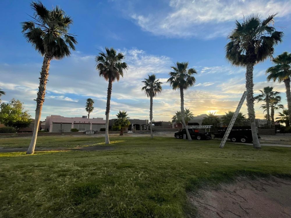 All Photos for Oliver L. Palm & Tree services in Yuma County, AZ