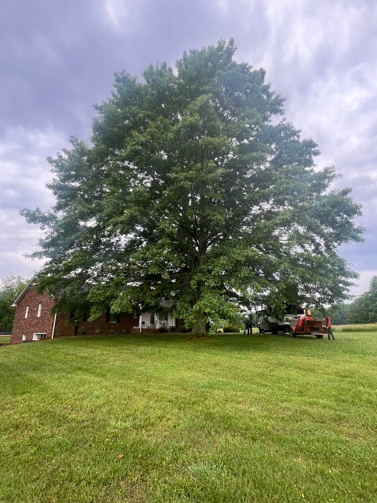 All Photos for Brooks Tree Service in Casar, NC