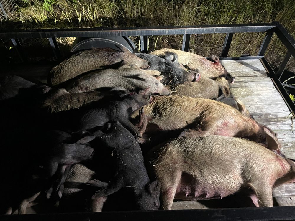 All Photos for Havoc Hog Control in Molino, FL