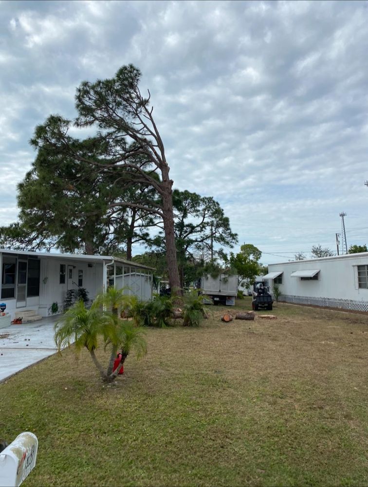 All Photos for MX Trees in Englewood, FL