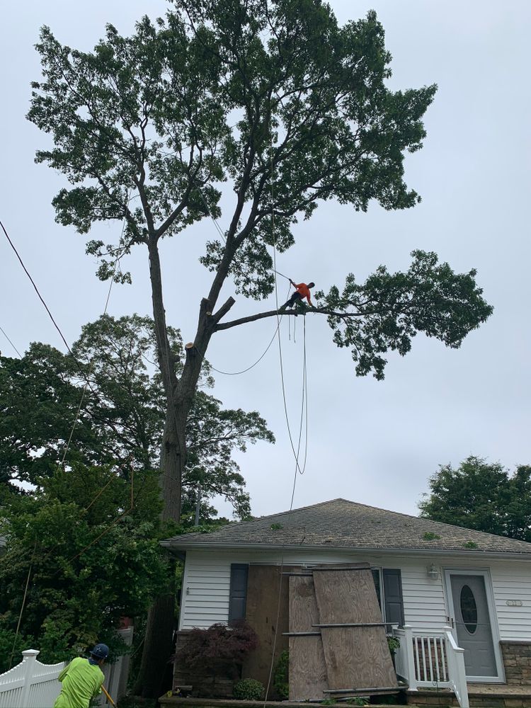 Tree Services for Mr Timber in Ocala, FL